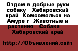 Отдам в добрые руки собаку - Хабаровский край, Комсомольск-на-Амуре г. Животные и растения » Собаки   . Хабаровский край
